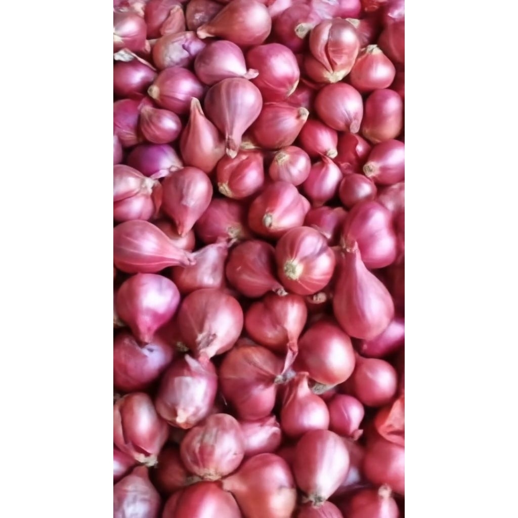 

1Kg Bawang Merah Murah Segar Langsung dari petani