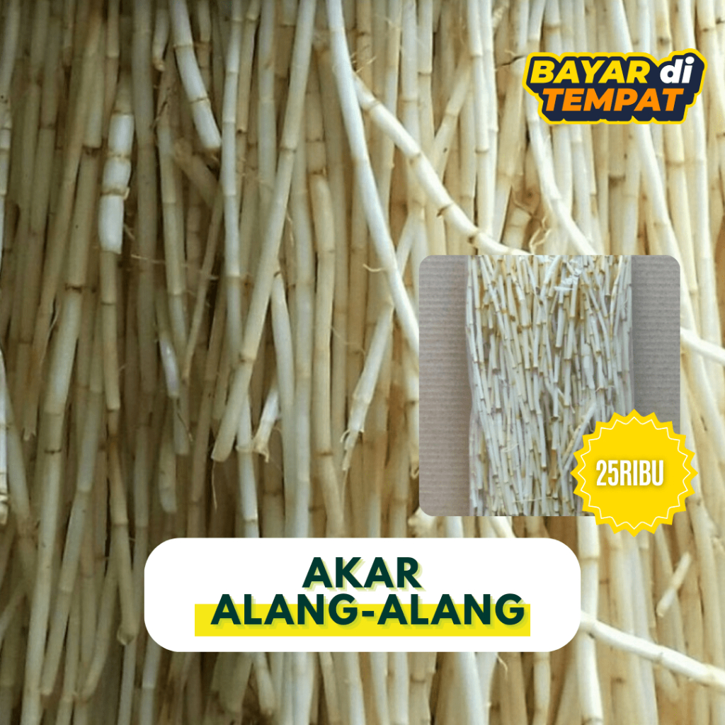 

AKAR ALANG ALANG SEGAR 250gram