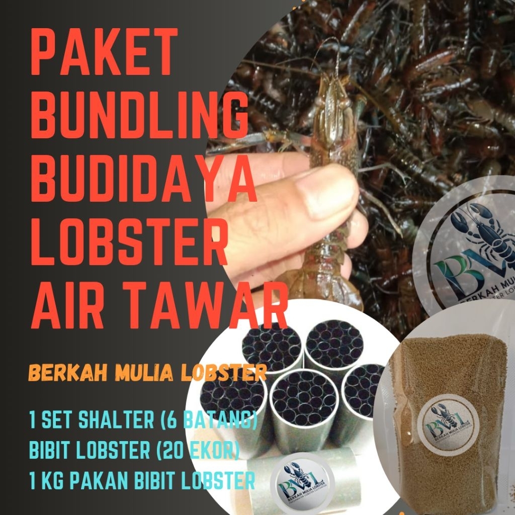Paket Shalter BUNDLING Budidaya Bibit Lobster Air Tawar