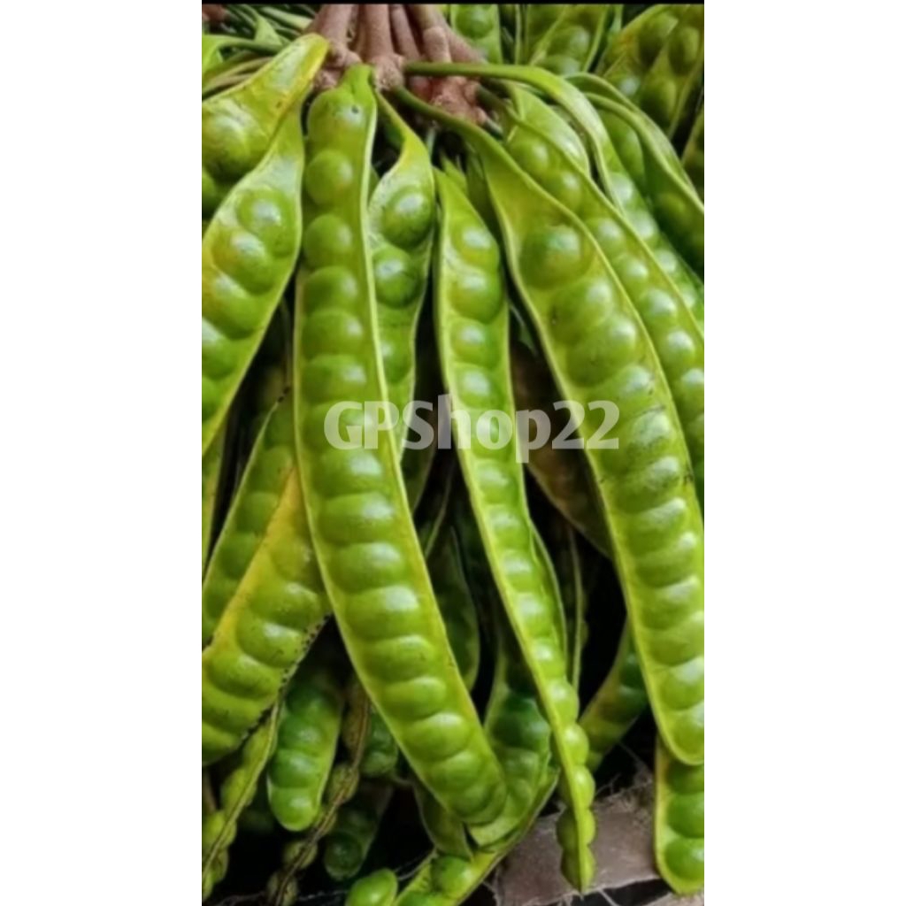 

Pete Petai super jumbo/Pete 1 ikat isi 10 lonjor super jumbo /pete super Spek market