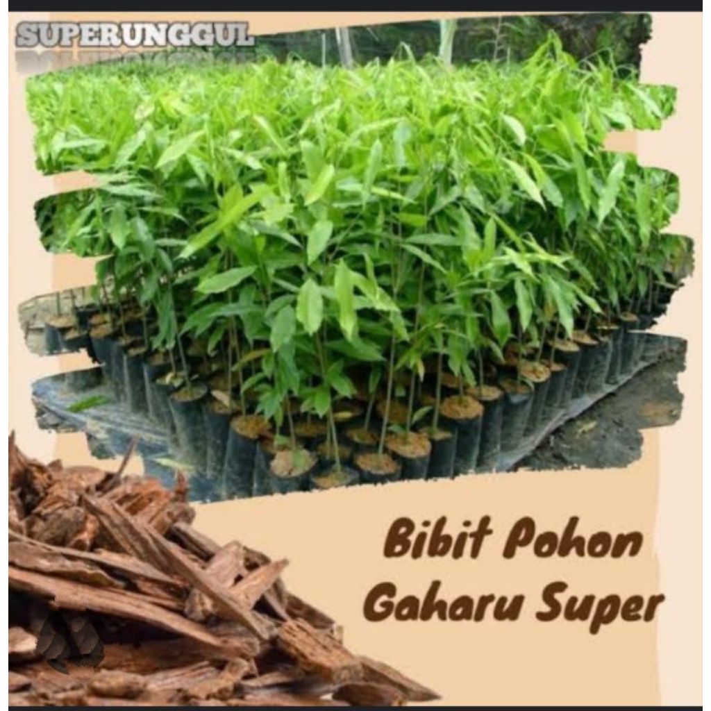 BIBIT KAYU GAHARU , BIBIT KAYU GARU , TANAMAN KAYU