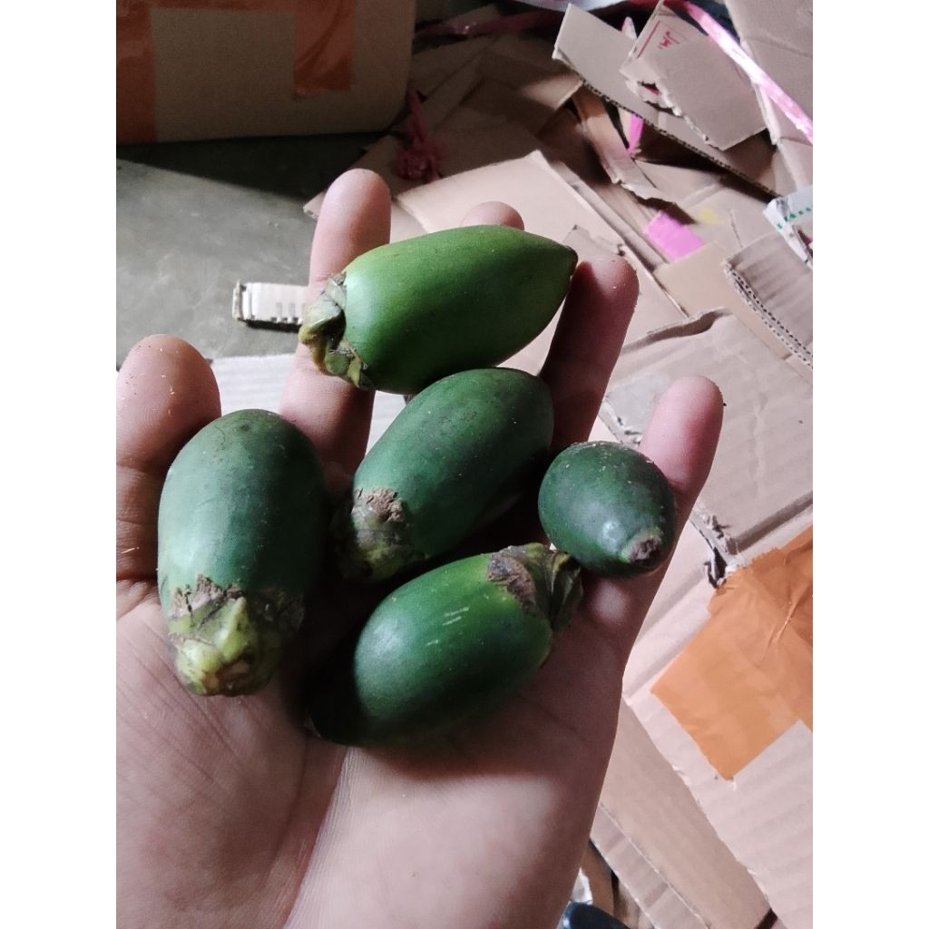 

buah pinang muda pria prkasa isi 20 biji