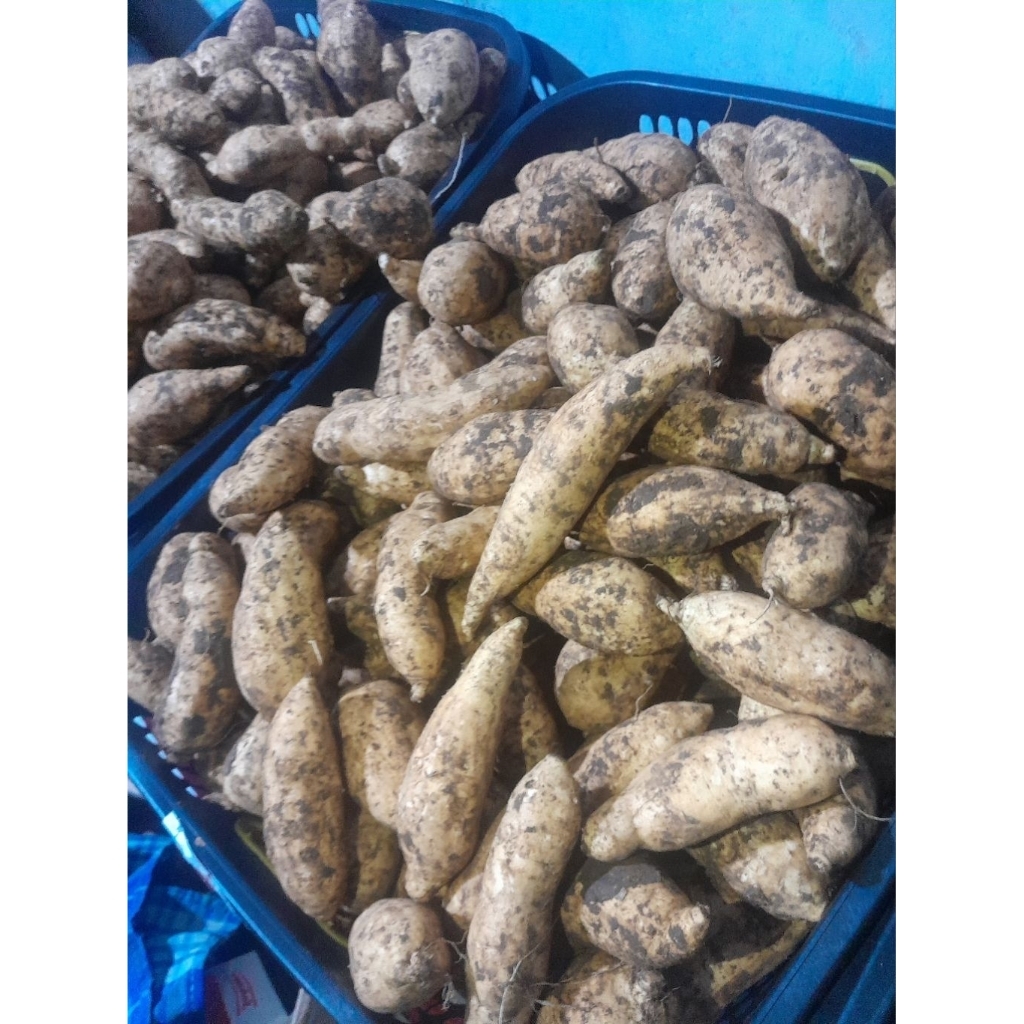

UBI CILEMBU MADU ASLI 1KG [COD Garansi Uang Kembali]