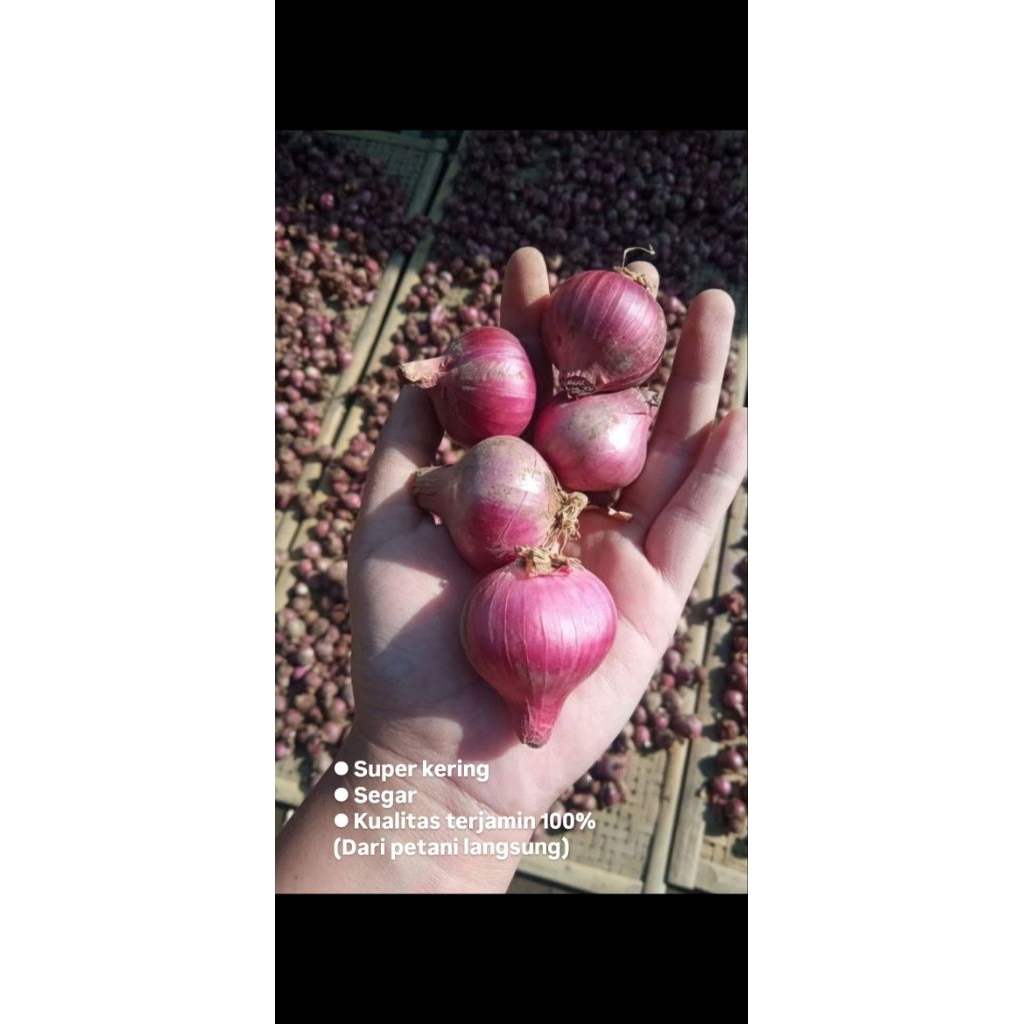 

Bawang Merah Murah 500gr/1kg Ukuran Sedang-Besar-Campur