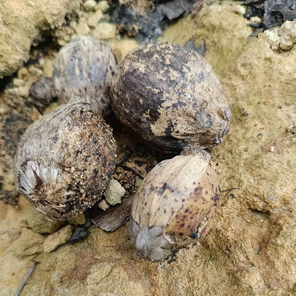 

Buah pinang kering