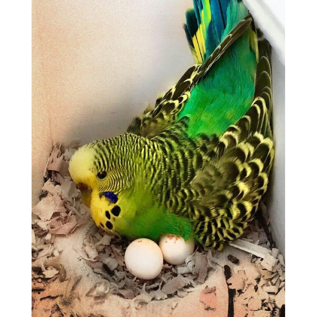 

Telur burung parkit impor