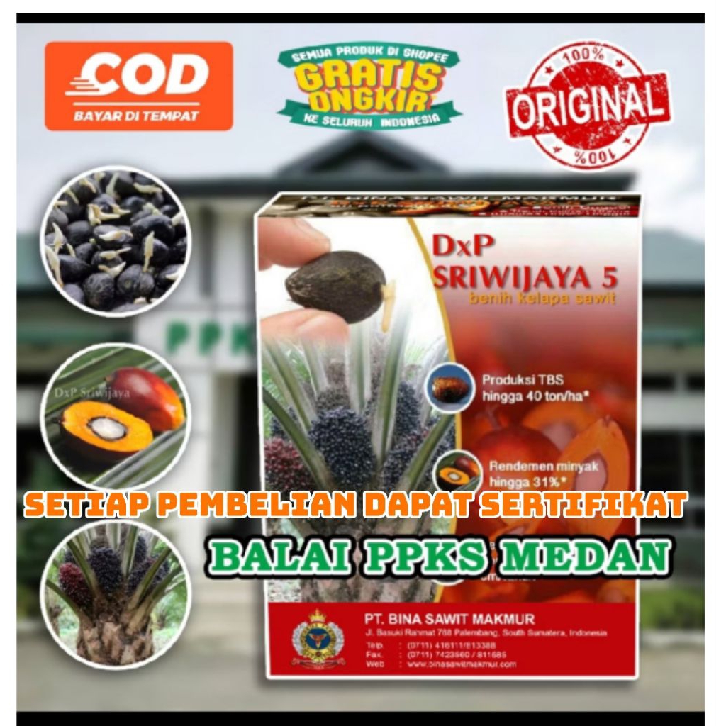 benih kecambah sawit dxp sriwijaya 5 (SETIAP PEMBELIAN DAPAT SERTIFIKAT)