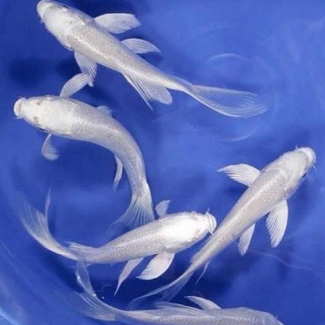 HIASAN AQUARIUM IKAN KOI PLATINUM SLAYER KUMPAI SIZE 8-10cm