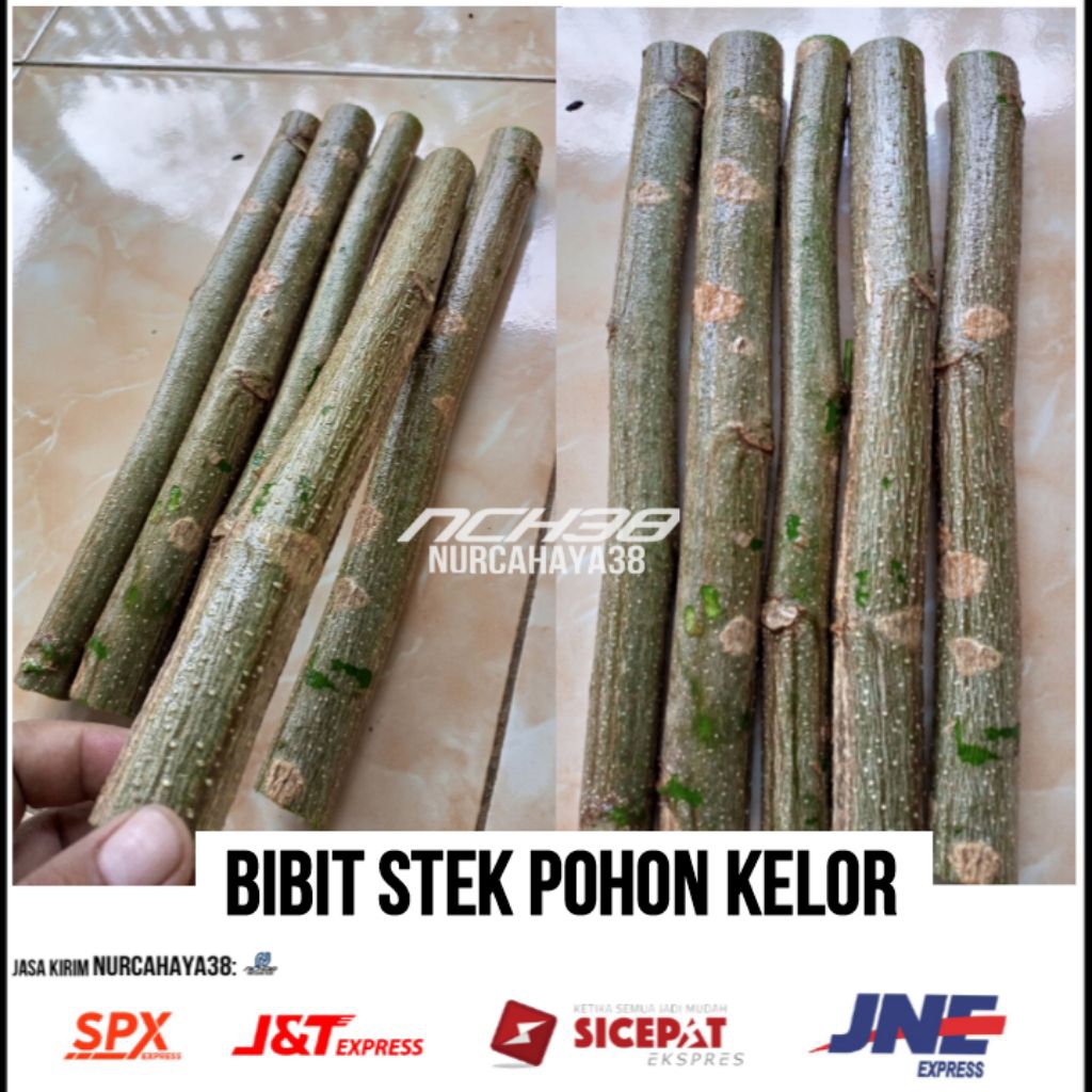 Stek pohon kelor | bibit stek pohon kelor