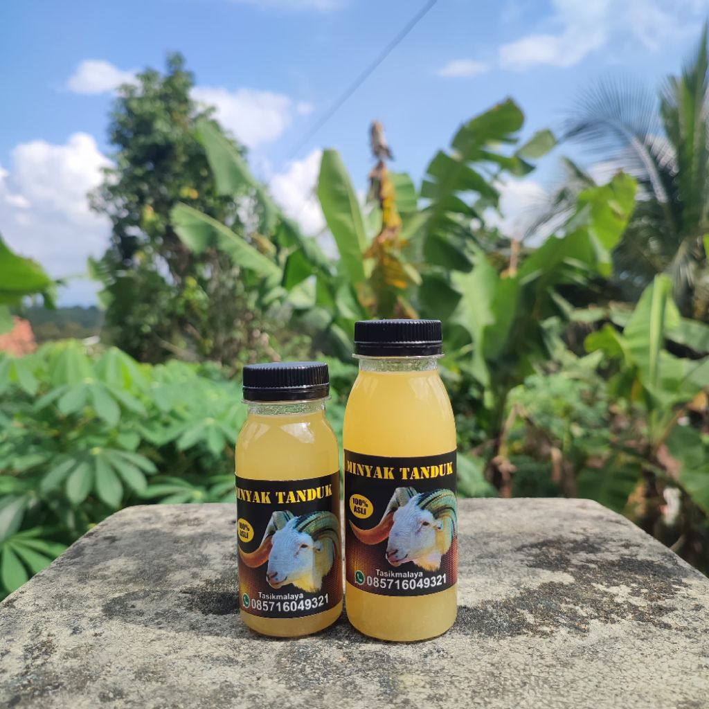 Minyak Biyawak|Penumbuh Dan Penyubur Tanduk Domba