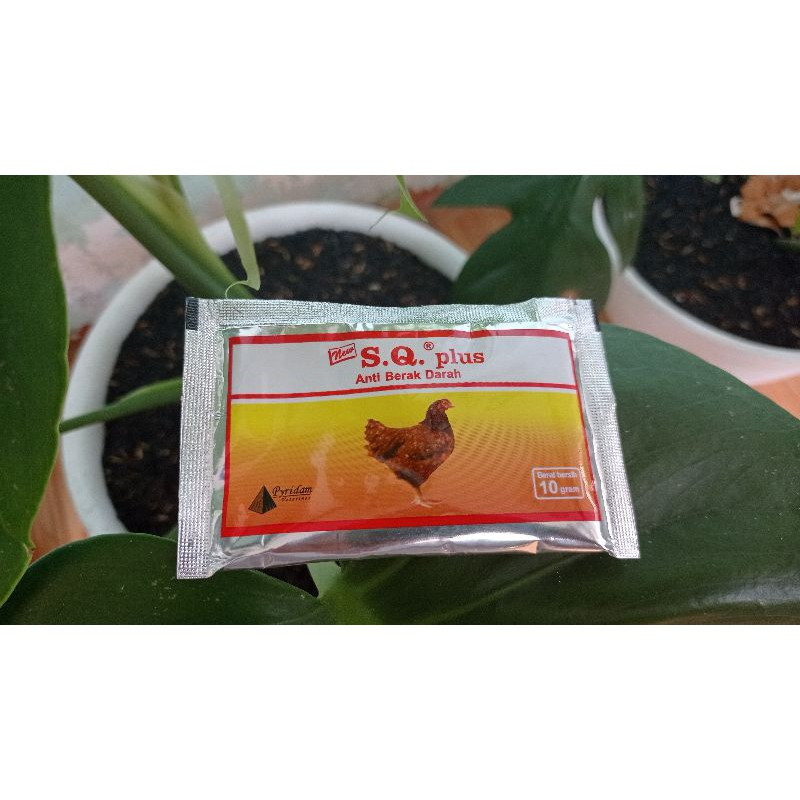 NEW SQ PLUS Obat Saluran Pencernaan, Diare, Jengger Biru Kekuningan, Berak Darah, Ayam Lemah