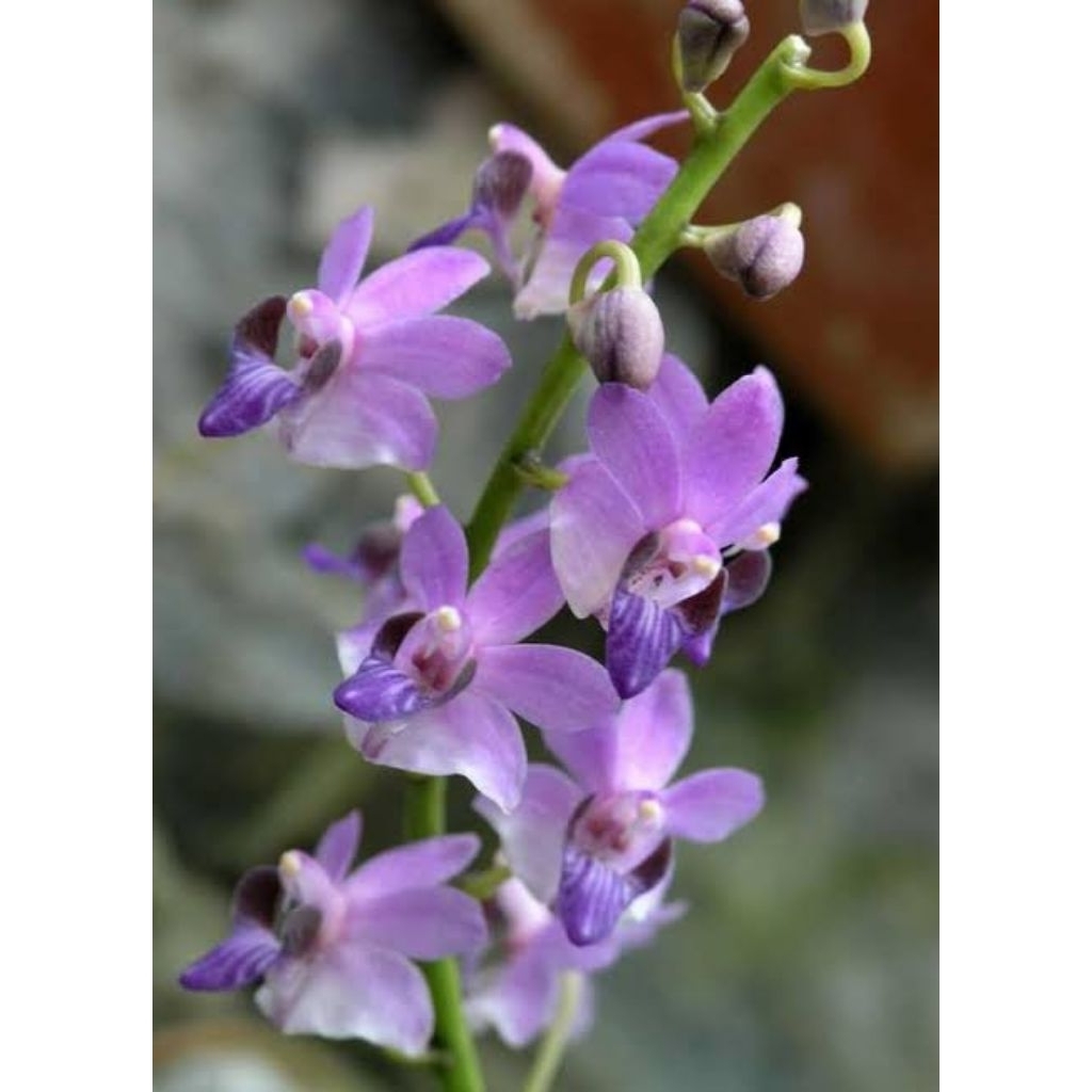 Phalaenopsis pulcherima blue (doritis biru)