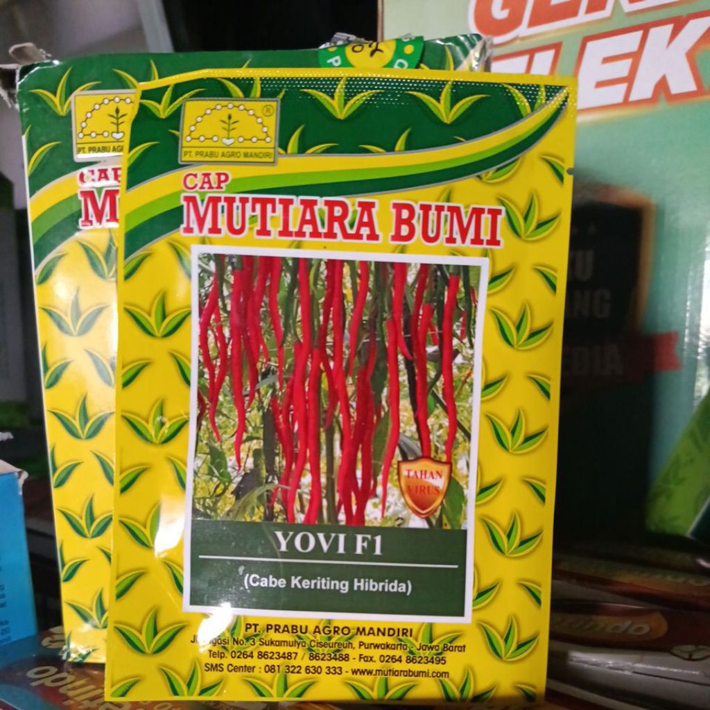 benih cabe keriting hibrida YOVI F1