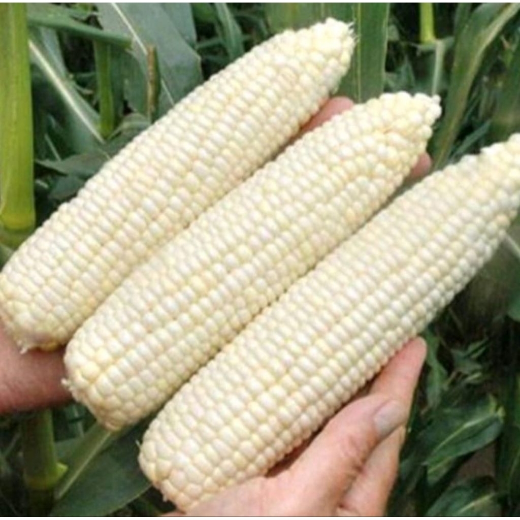 

[1KG] BENIH JAGUNG PUTIH / PULUT SIAP TANAM