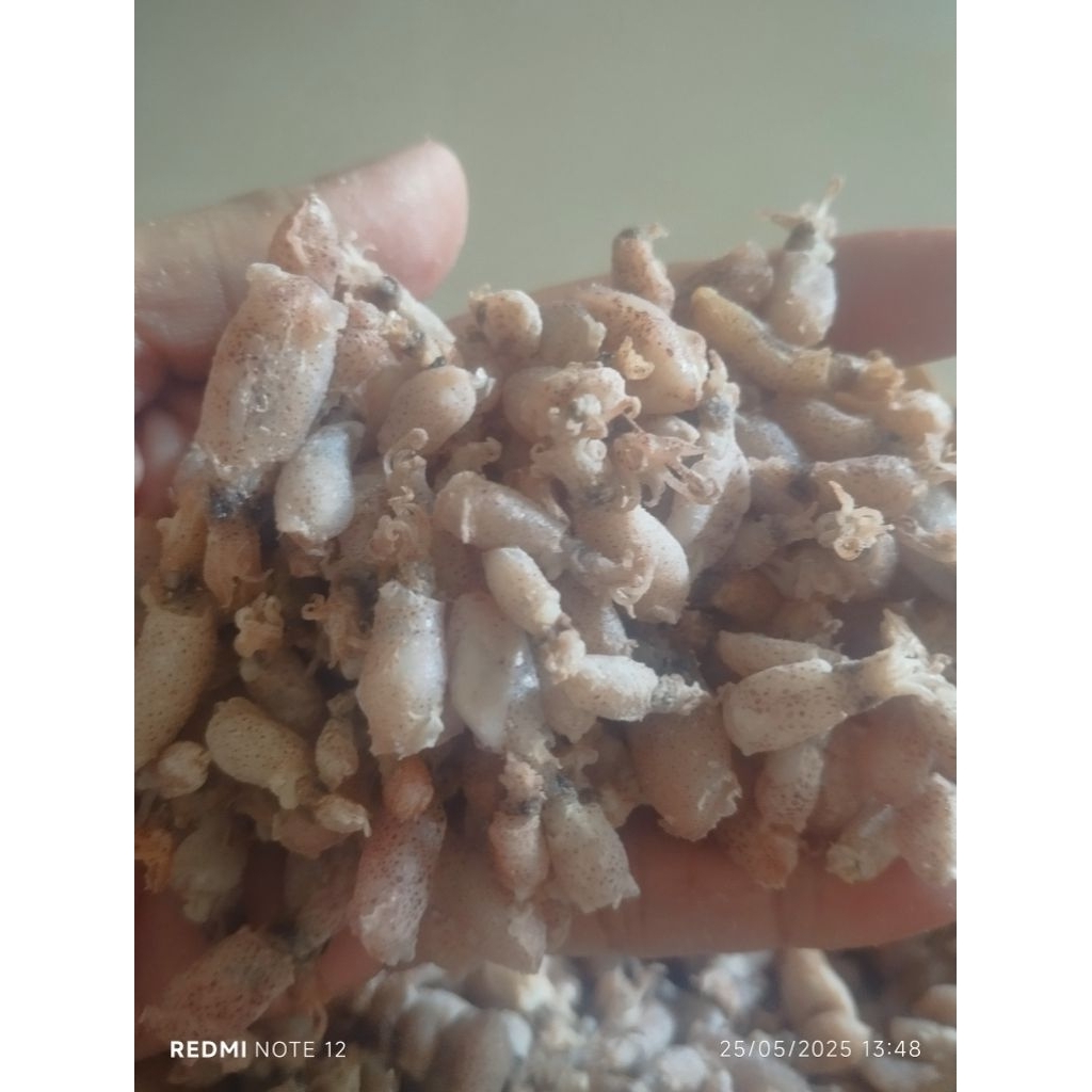 

baby cumi premium 250gr