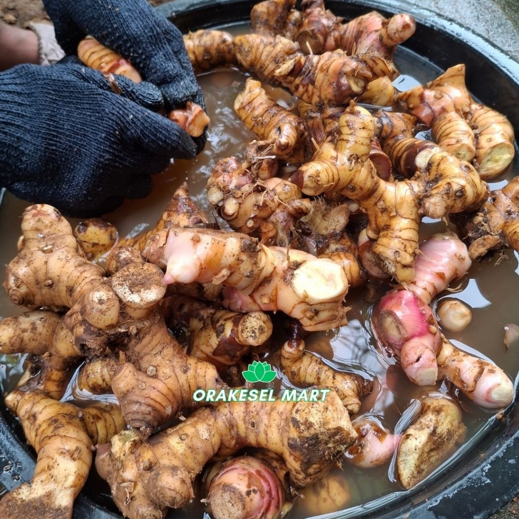 

Lengkuas Fresh Segar Bersih dan Alami