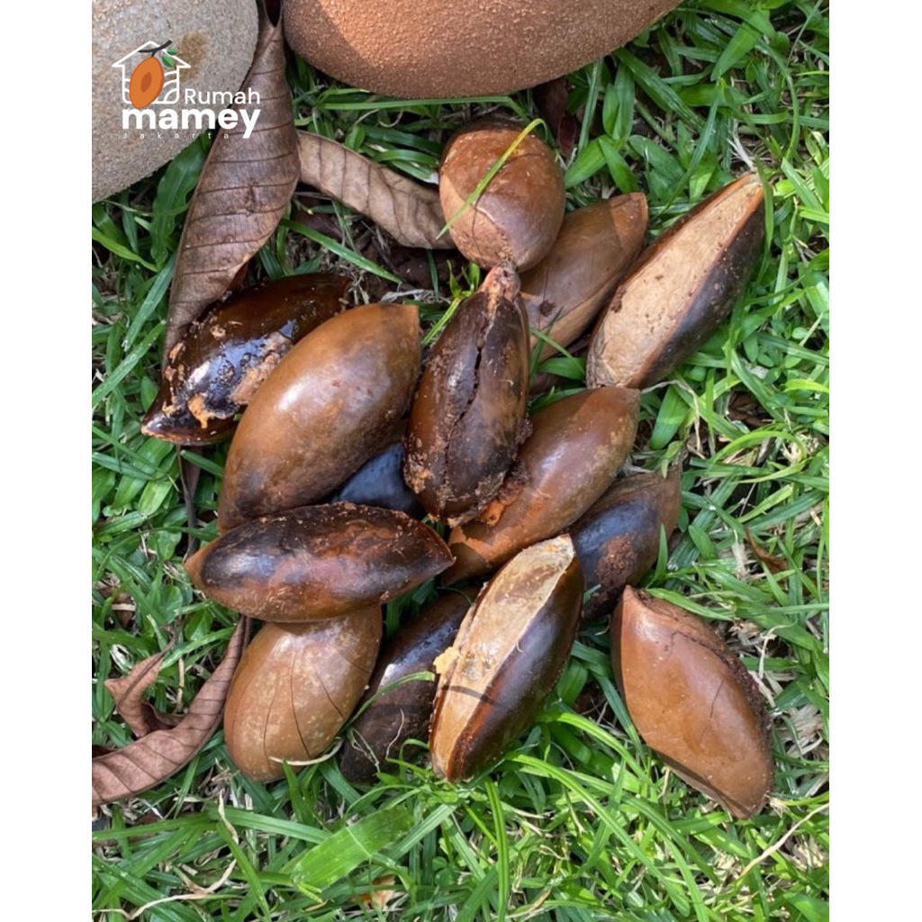 

Biji Buah Mamey Sapote