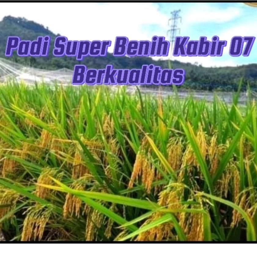 Benih padi super unggul varietas Kabir 07 genjah berbobot potensi hasil menjanjikan paket 5kg