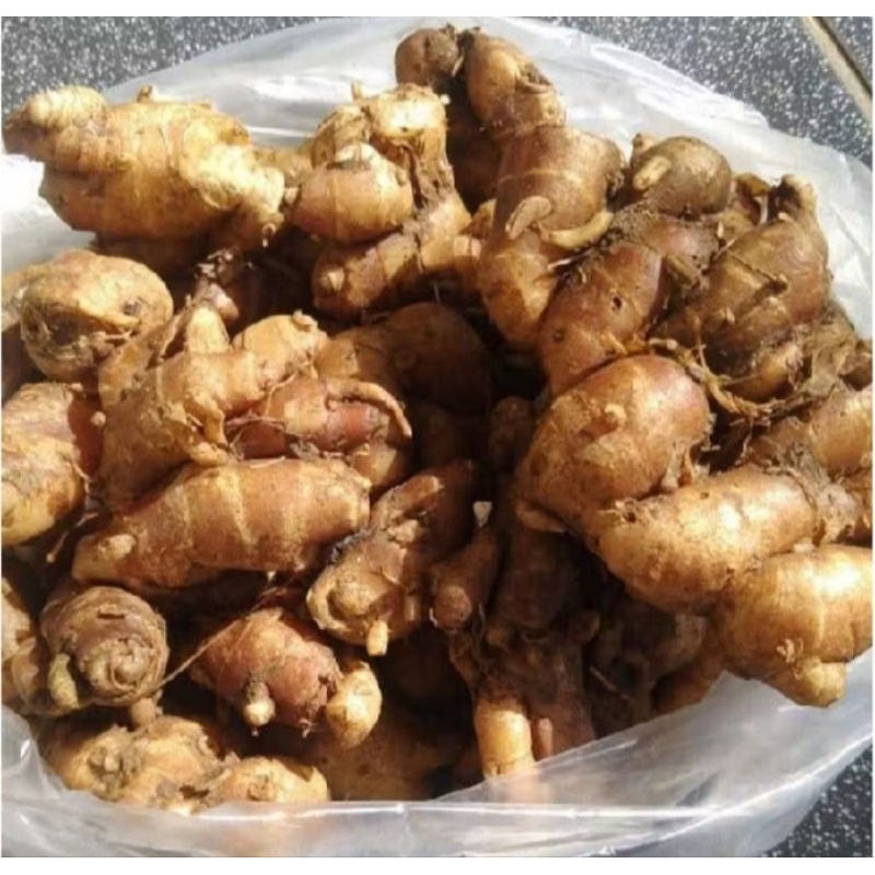 

kencur super frees baru panen