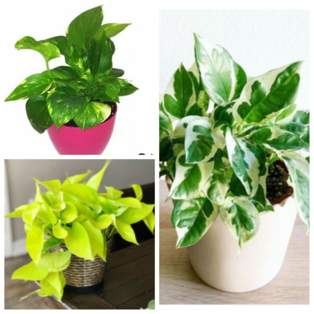 Paket 3 Tanaman Hias Srigading - Srigading Lemon, Srigading Hijau, Srigading Enjoy