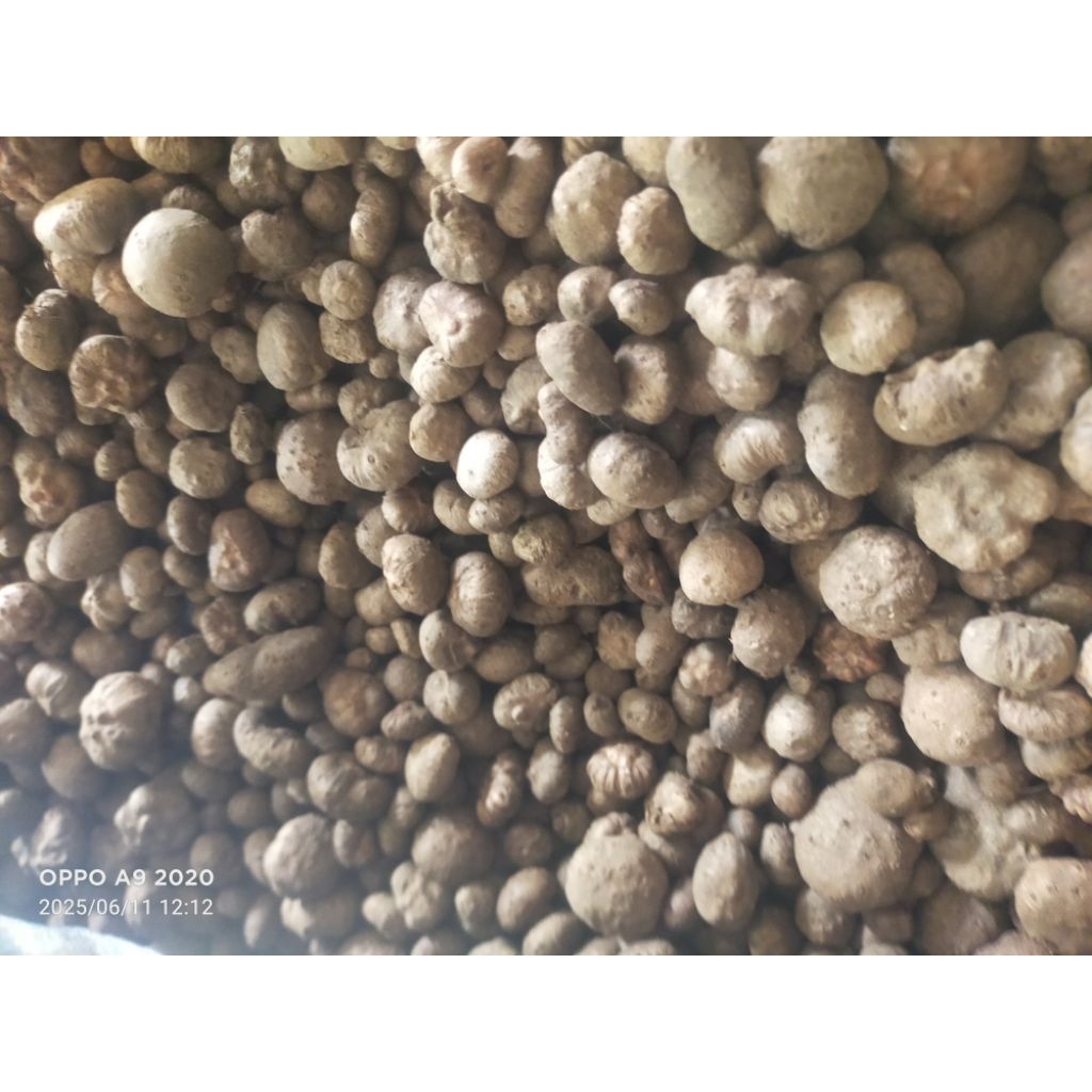 bibit porang katak mini murah