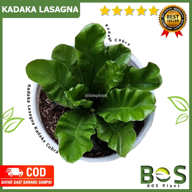 Boskrokot - Kadaka Lasagna Cobra Kadaka Cobra