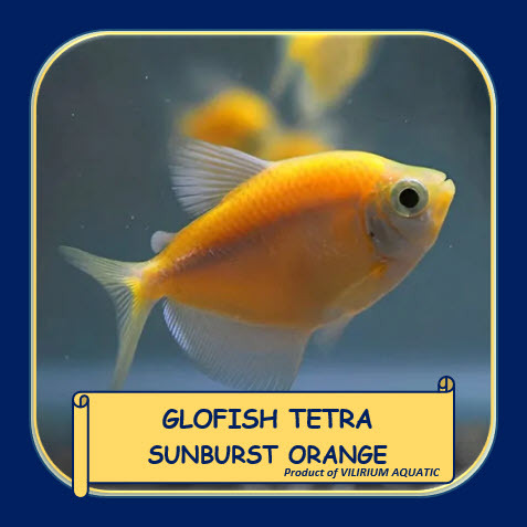 IKAN HIAS AIR TAWAR - GLOFISH TETRA SUNBURST ORANGE (JUMBO)