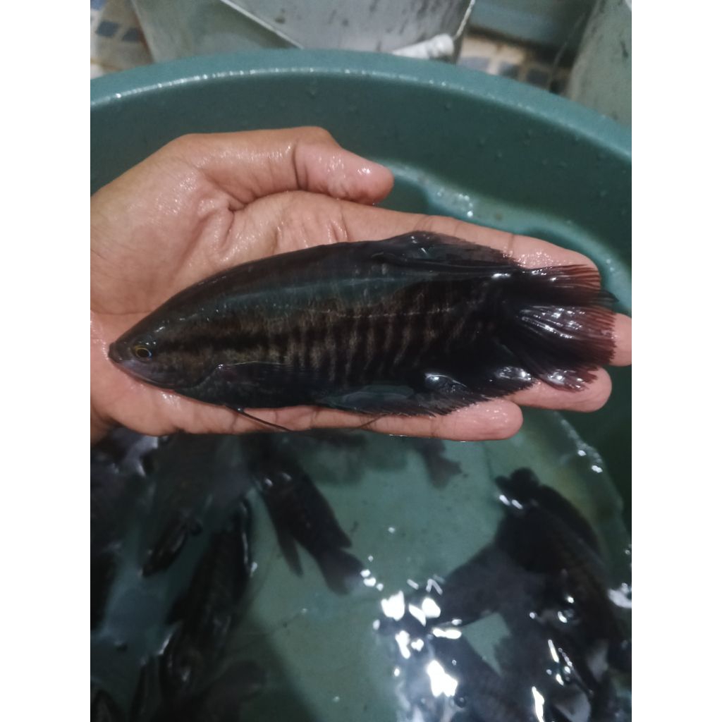 ikan sepat siam jumbo hidup