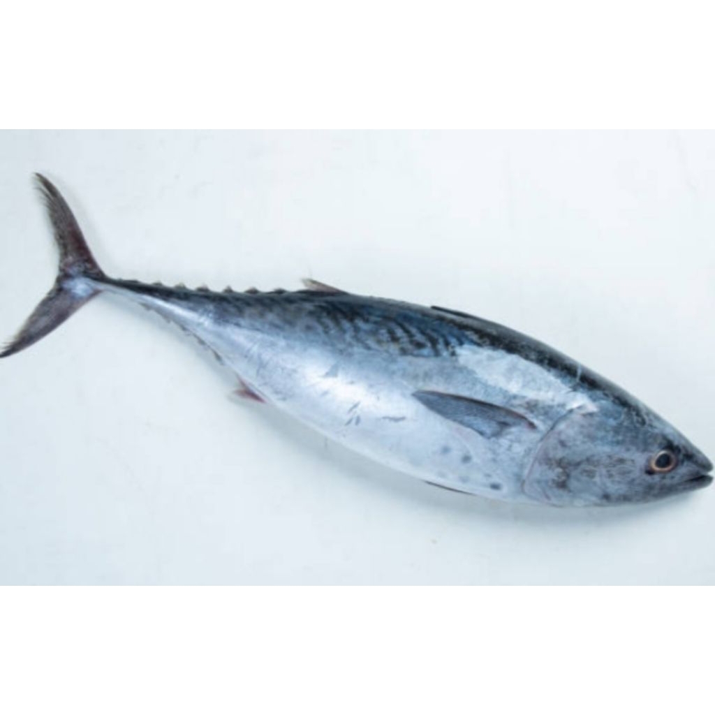 

Ikan Tongkol Segar Fresh 1 Kg