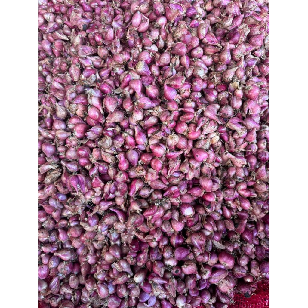 

bawang merah fress 1kg