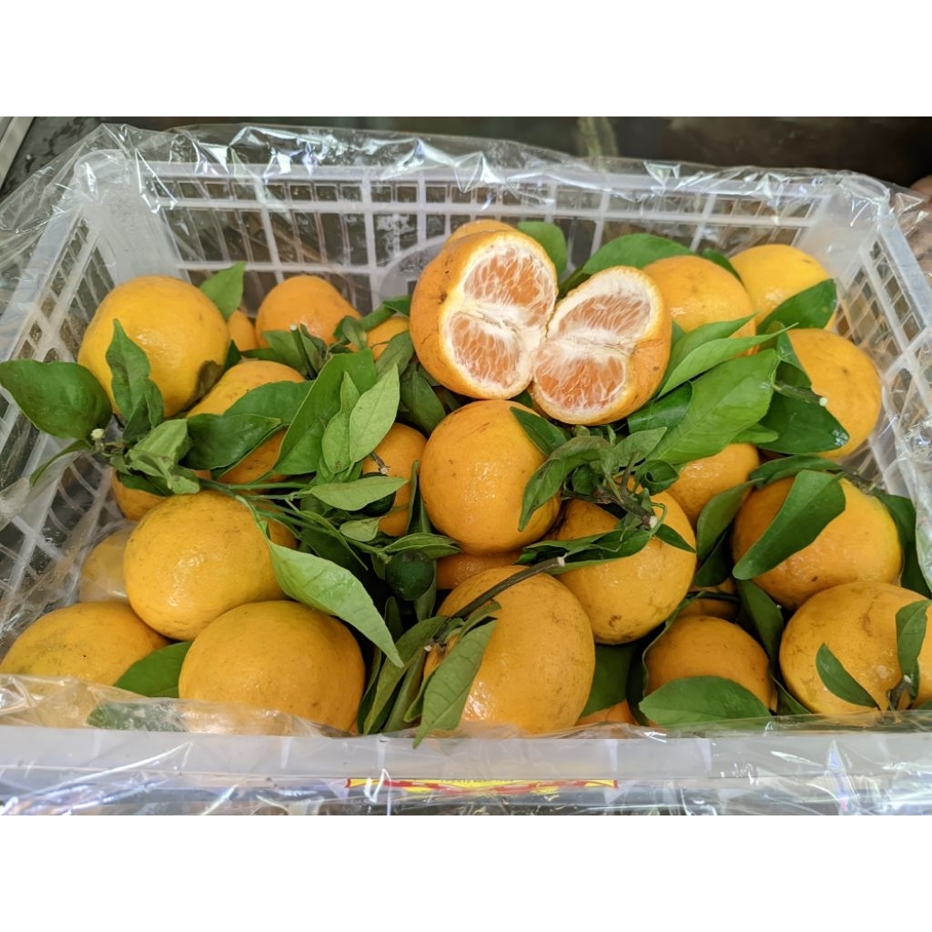 

Jeruk wogan daun 1 krat