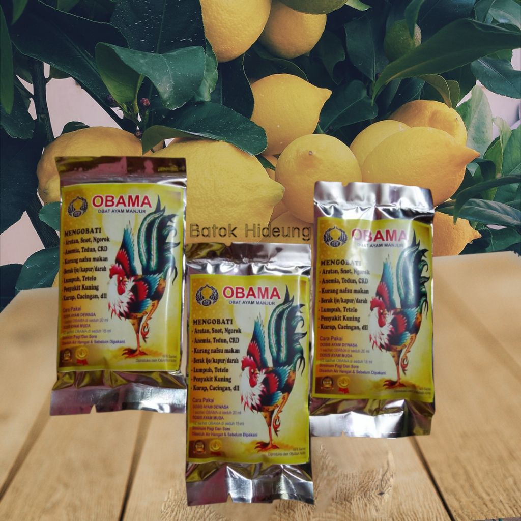 OBAMA Lumpuh Obat Ayam manjur