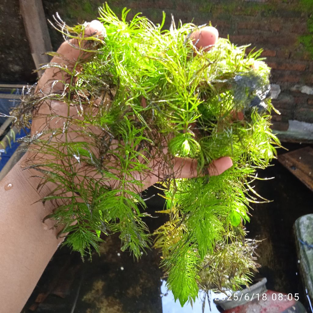 Tanaman Air Ganggang Ekor Tupai