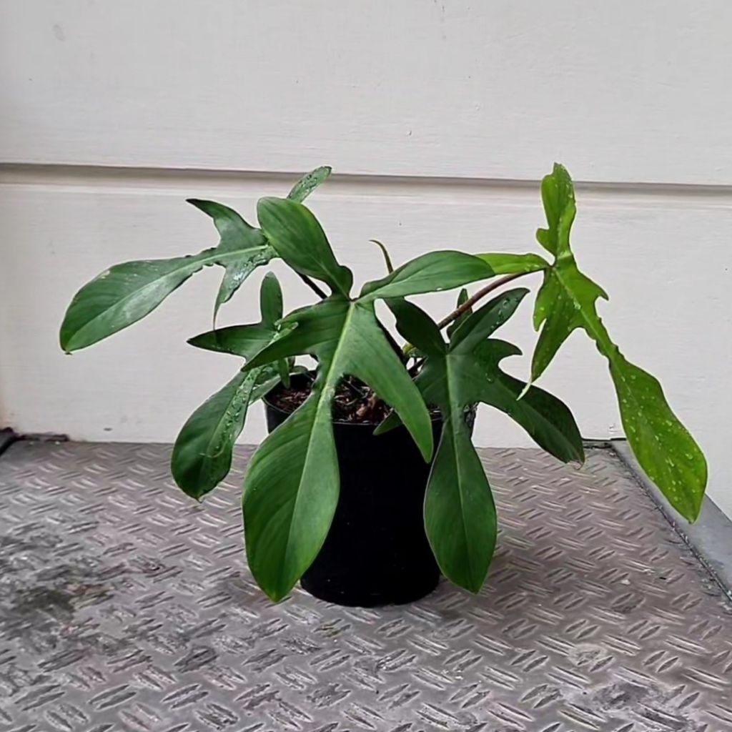 Philodendron Florida