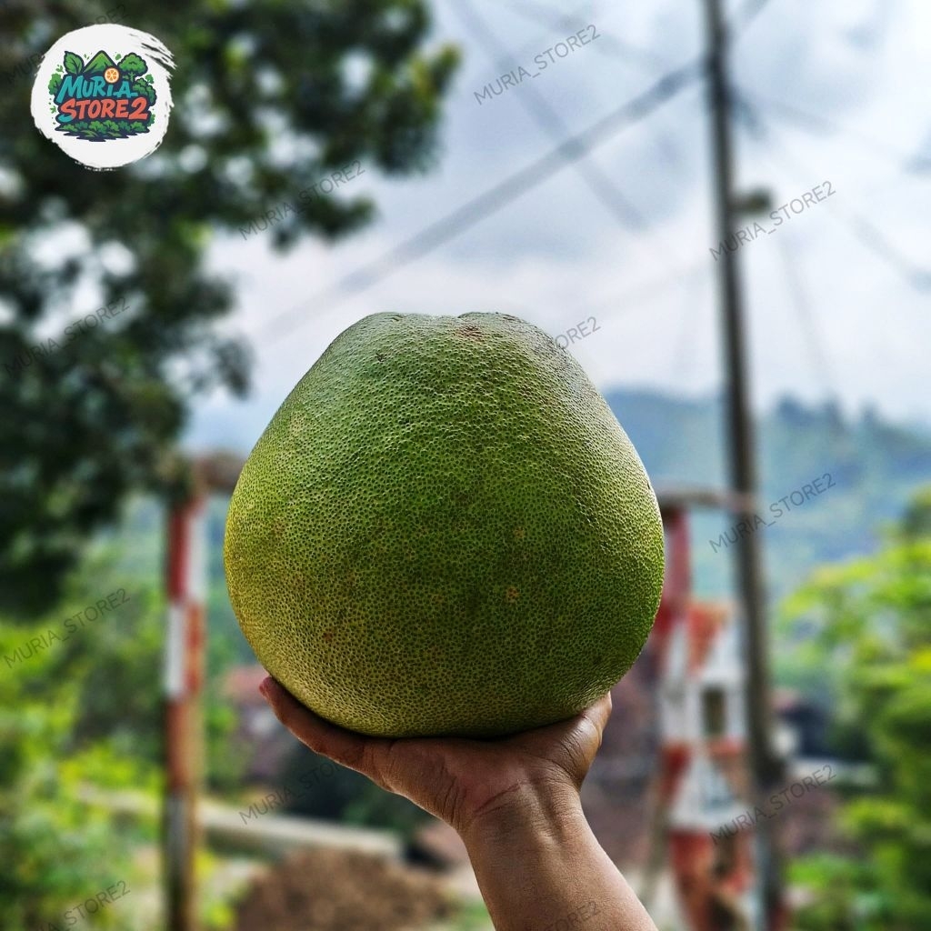 

Jeruk Pamelo madu SUPER JUMBO PREMIUM 2,5kg-3kg