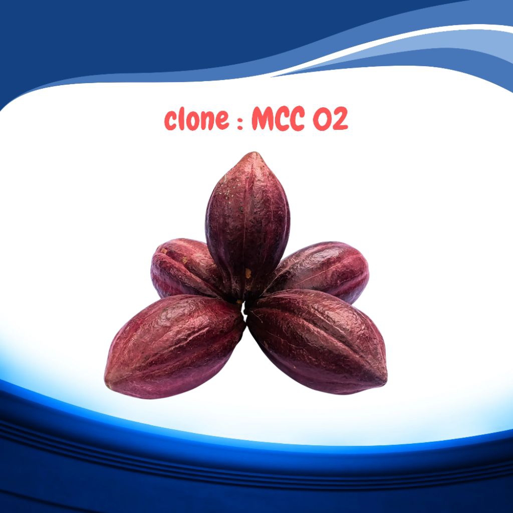 

Buah/biji/glondongan Kakao MCC02 langsung panen dari pohon - bisa dikonsumsi/ditanam