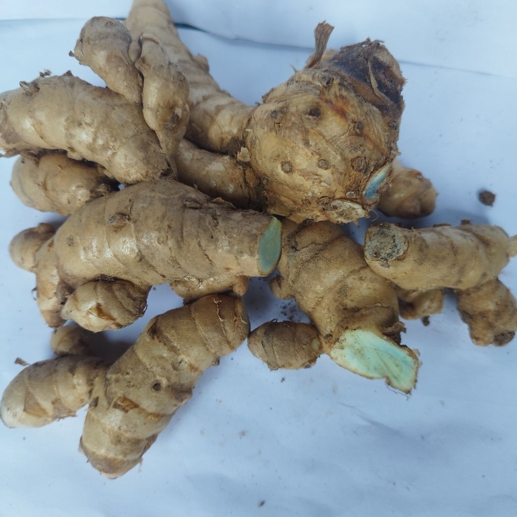 

Temu Ireng/temu hitam segar