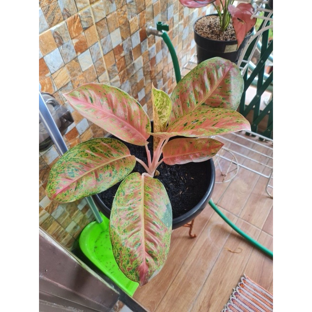 tanaman hias aglonema bigroy - aglonema bigroy murah