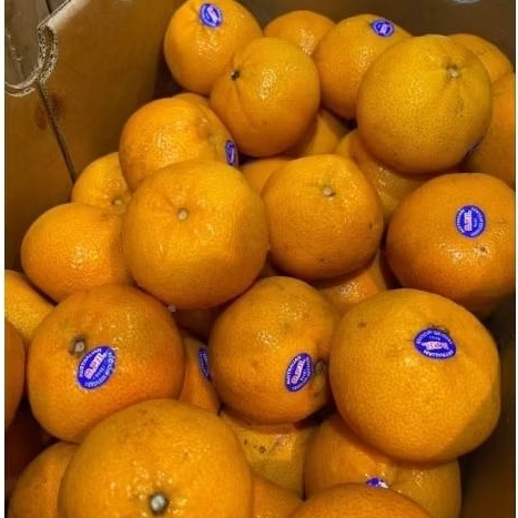 

Jeruk Premium Afourer 1kg