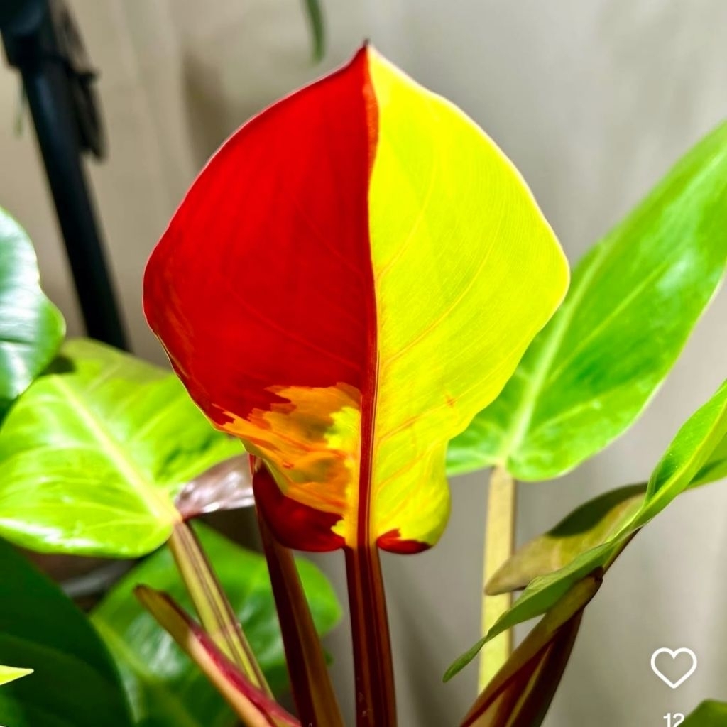 Tanaman Hias Philodendron Red Moon Bunga Hias Philo Philow Philodendron Red Moon Anakan Murah Merah 