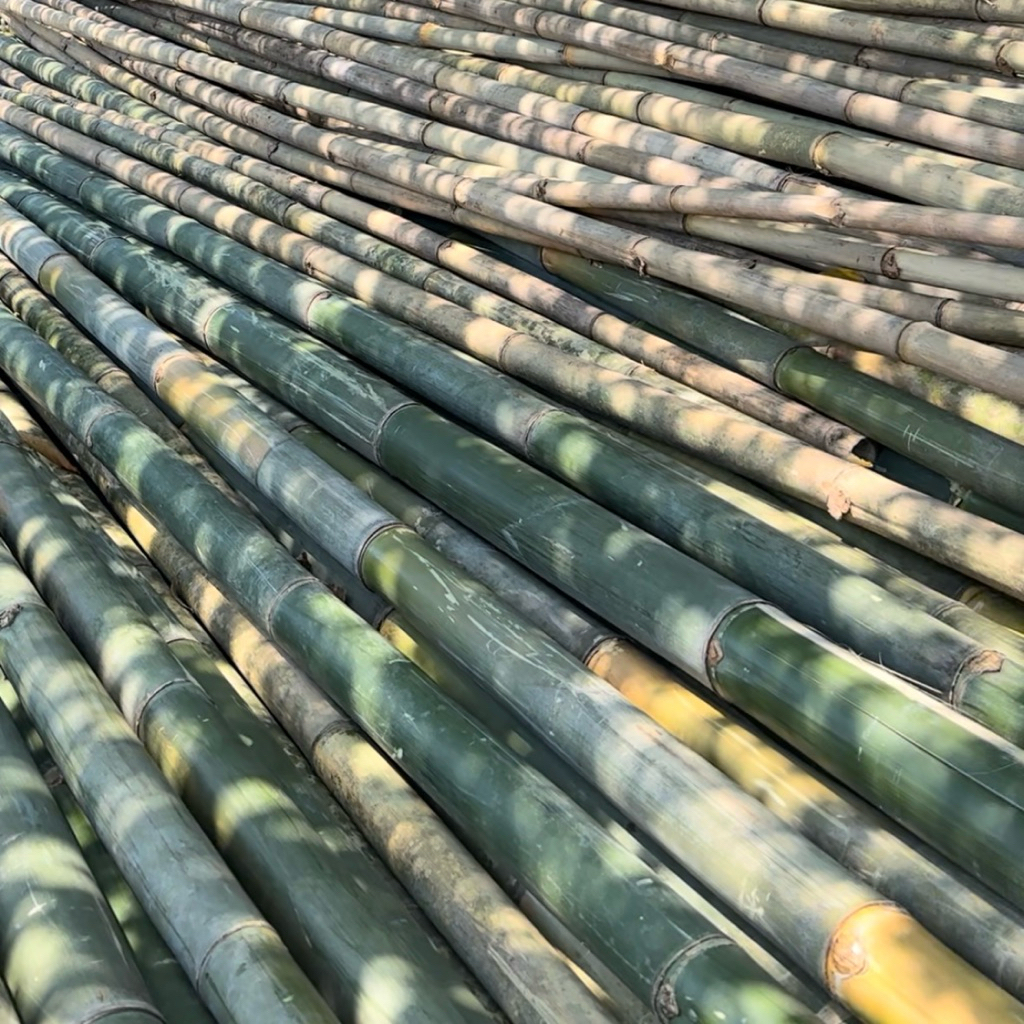 Bambu Steger Diameter 6-7 cm Panjang 6 Meter Bambu Steger Bambu Tali Bekisting Proyek