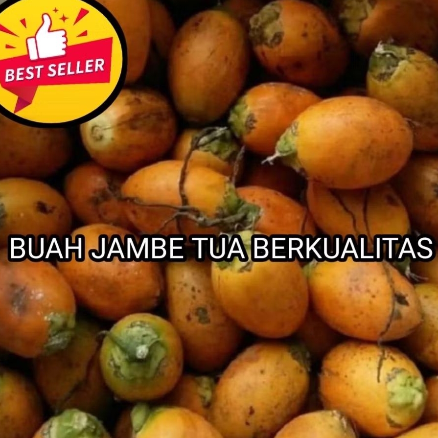 

Buah pinang tua buah jambe berkualitas 1kg buah jebug