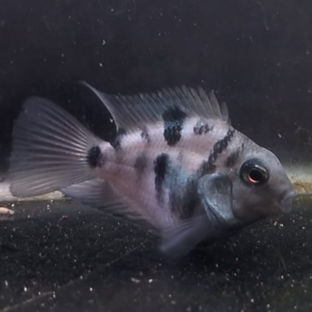 Blue Pollar Ikan Parrot Polar Biru Short Body Bulat