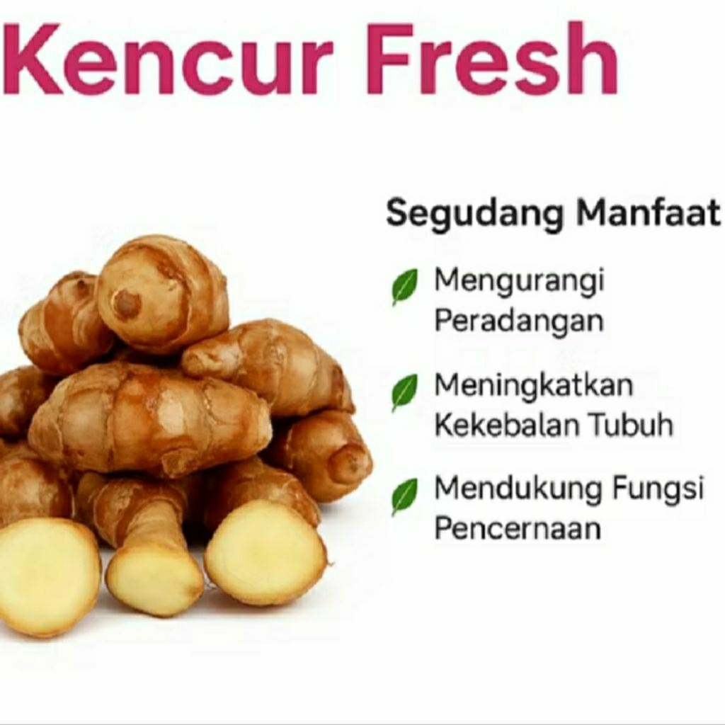 

kencur segar 1kg dari lereng gunung Muria