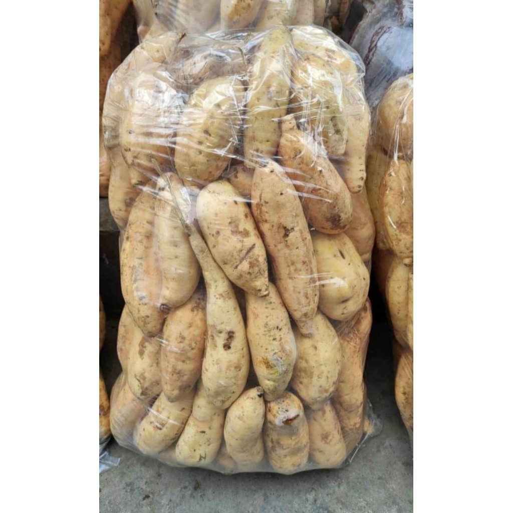 

Ubi madu cilembu