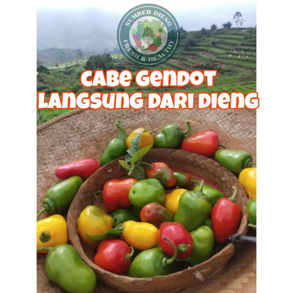 

Cabe Gendot Asli Dieng fresh 1kg Khusus pulau Jawa-Bali