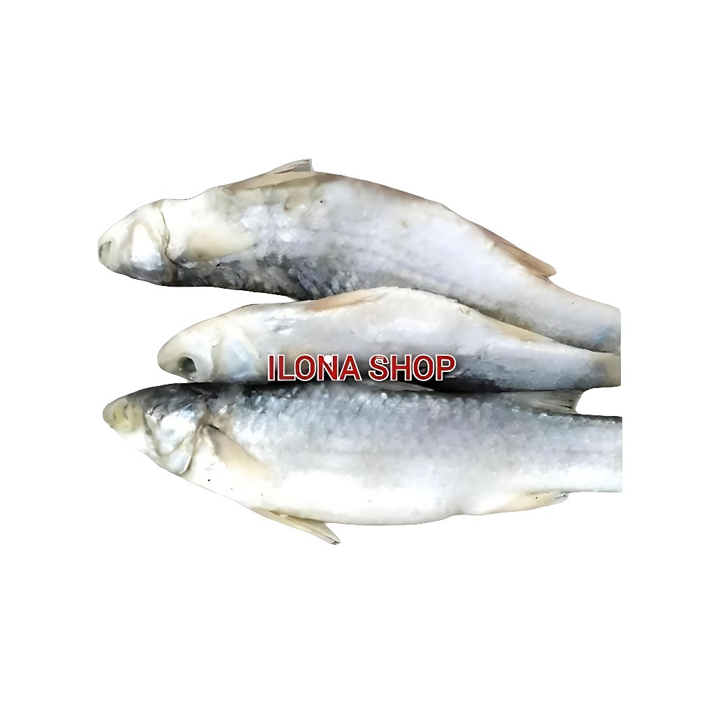 

IKAN ASIN GEREH PADET KUALITAS SUPER 500 GRAM