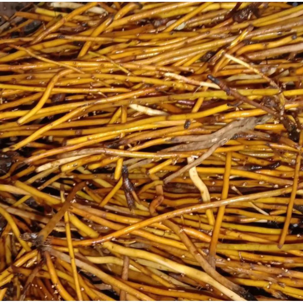 

AKAR AREN 1KG BERSIH SUDAH DI CUCI