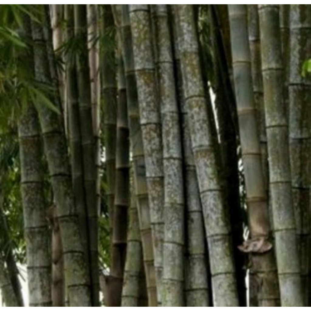 BAMBU PETUK GLONDONGAN PANJANG 2M