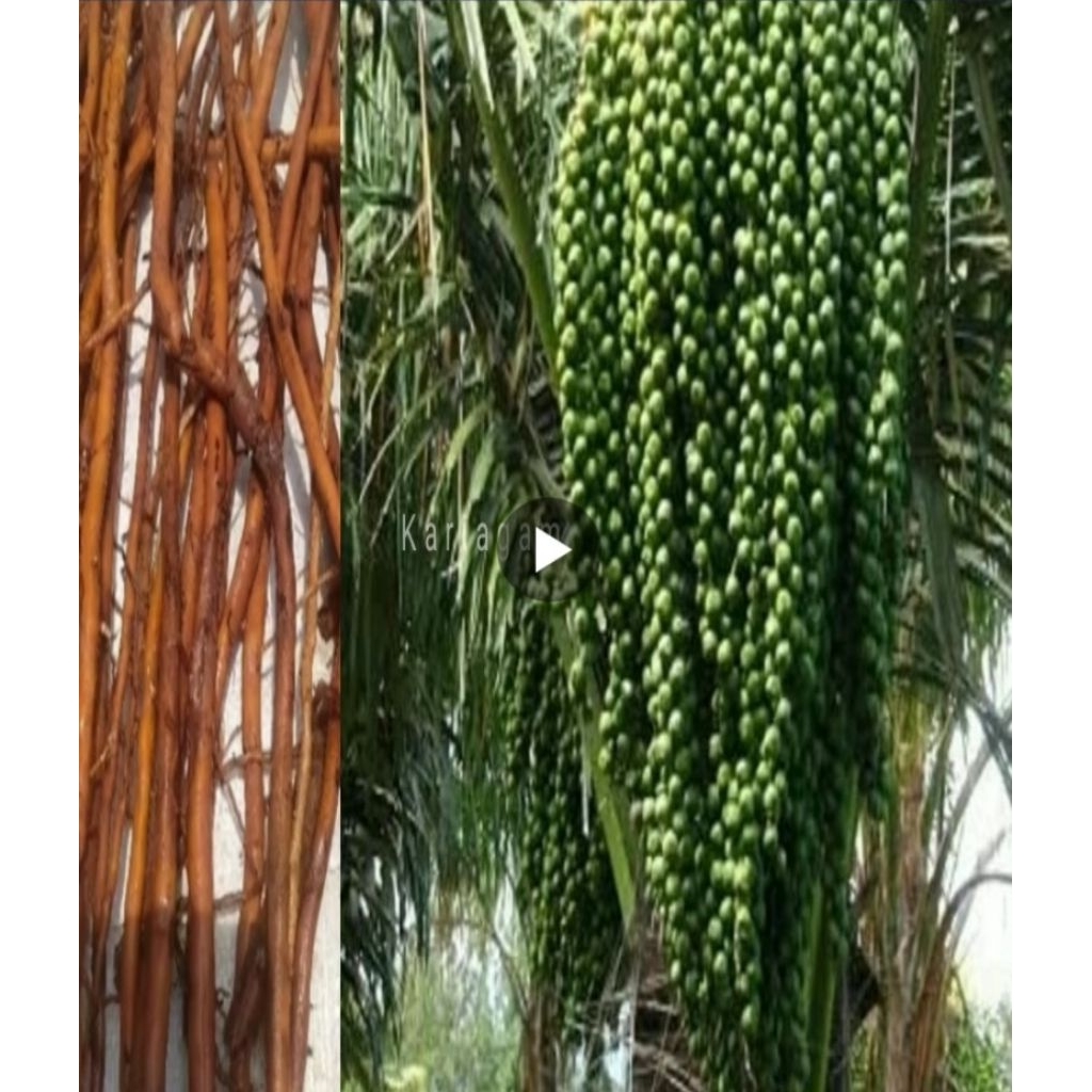 

AKAŔ POHON AREN/ENAU BERSIH DAN SEGAR 500 GRAM